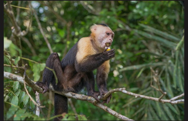 Gatun Lake & Monkey Island Boat Ride - Foto 2