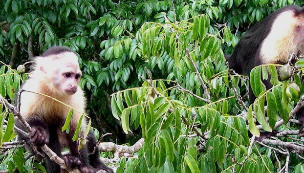 Gatun Lake & Monkey Island Boat Ride - Foto 5