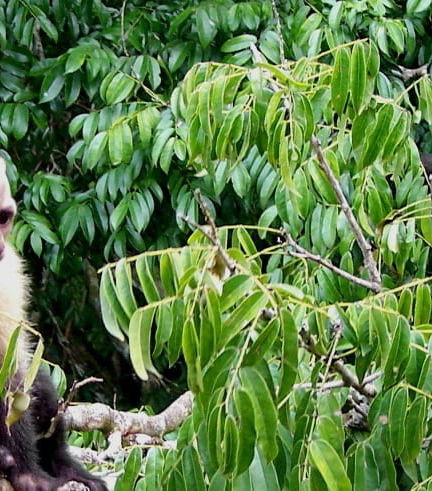 Foto de Excursión a Isla Monos y Gamboa Rainforest Resort