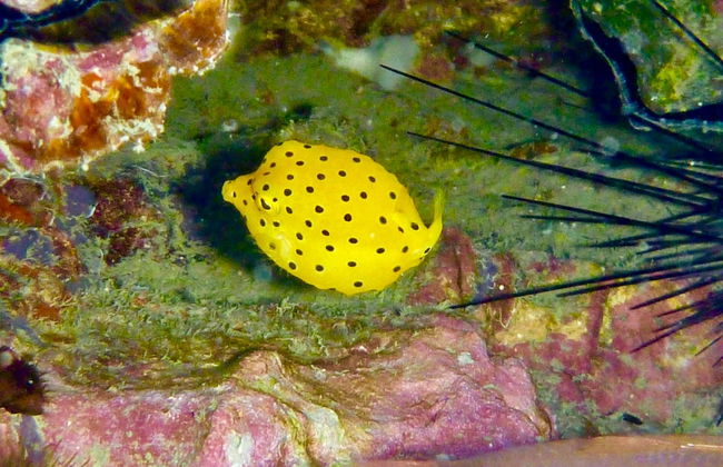 Bautismo de buceo en Koh Tao - Foto 7