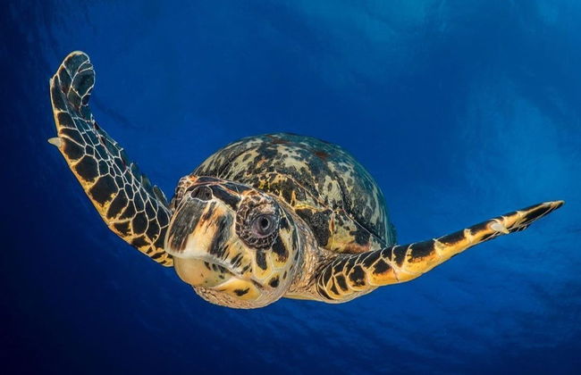 Bautismo de buceo en Koh Tao - Foto 2