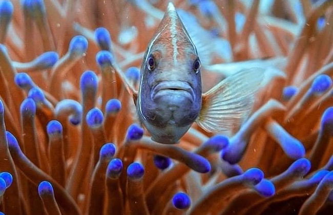 Bautismo de buceo en Koh Tao - Foto 3