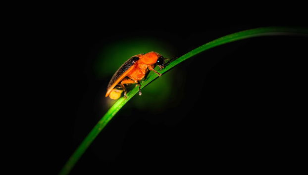 Paseo en barco con avistamiento de luciérnagas - Foto 5