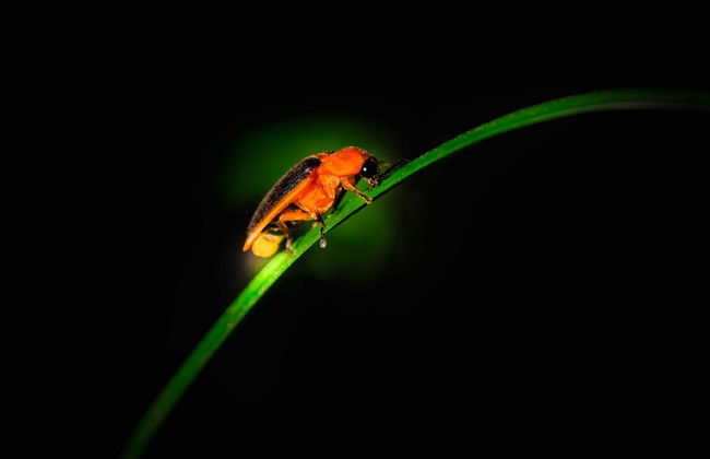 Paseo en barco con avistamiento de luciérnagas - Foto 5