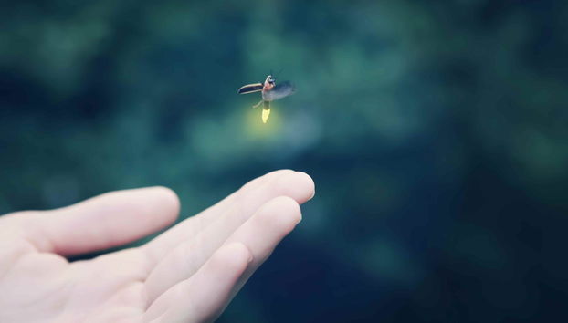 Paseo en barco con avistamiento de luciérnagas - Foto 3