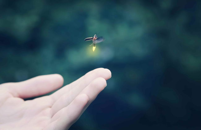 Paseo en barco con avistamiento de luciérnagas - Foto 3