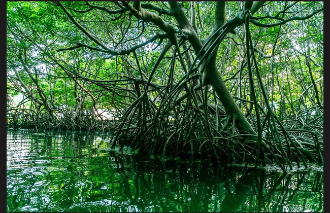 Tour en kayak por la laguna Grande al anochecer - Foto 3