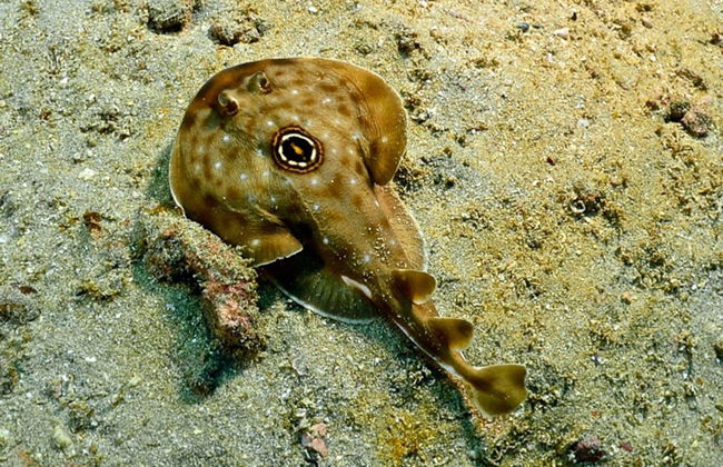 Baptême de plongée à Acapulco - Photo 5