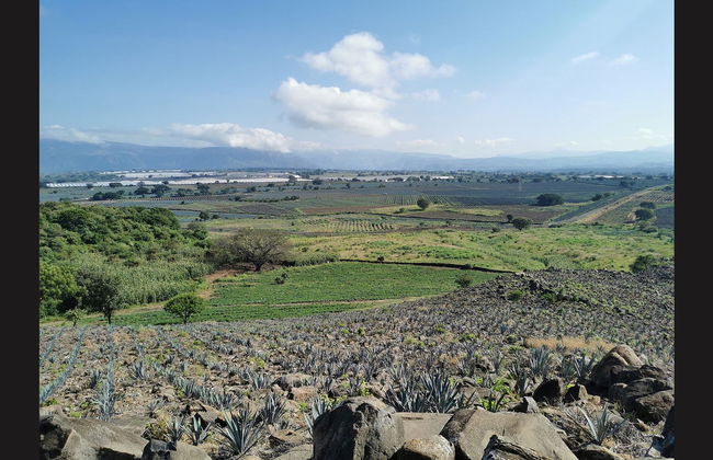 Paseo a caballo por Tequila + Visita a una destilería con cata - Foto 10