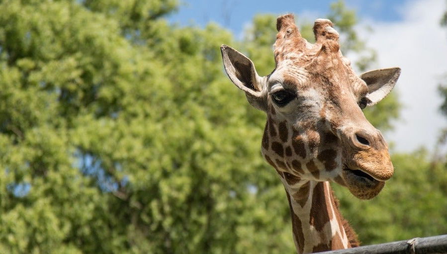 Passeggiata a cavallo a Curitiba + Zoo