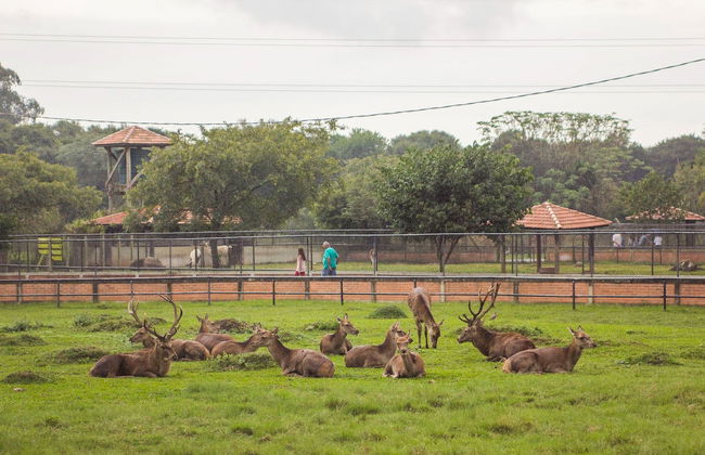 Horse Riding in Curitiba + Zoo Visit - Photo 7