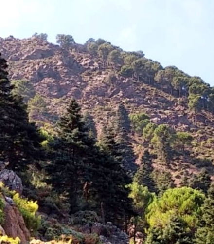 Foto de Senderismo por la Sierra de las Nieves