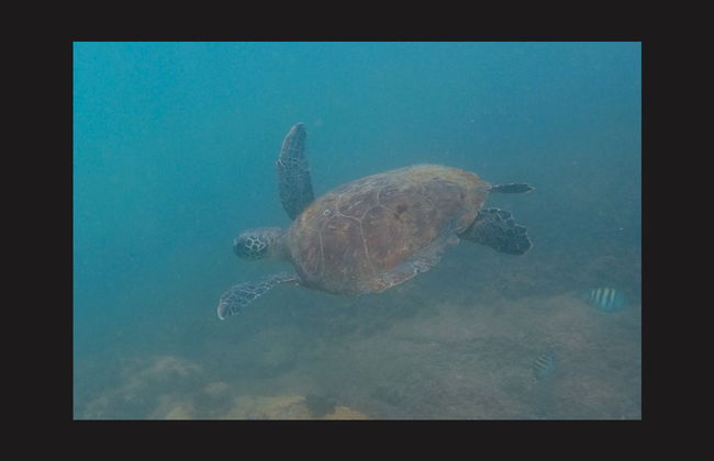 Snorkel en Ilhabela - Foto 8
