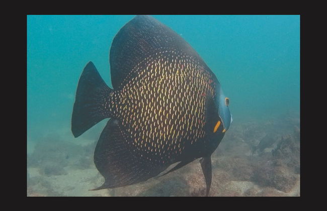 Snorkel en Ilhabela - Foto 5