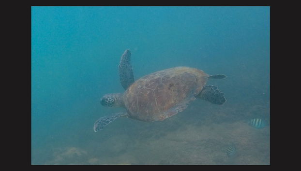 Snorkeling Class in Ilhabela - Photo 5