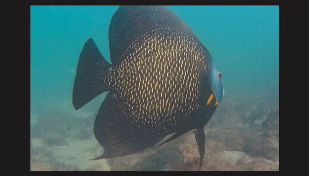 Snorkeling Class in Ilhabela - Photo 4