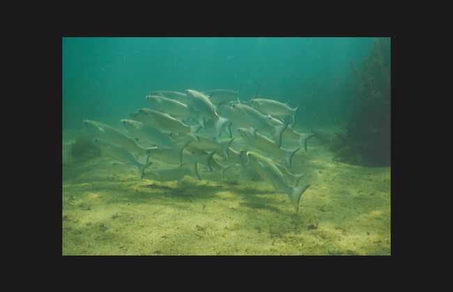 Snorkel en Ilhabela - Foto 7