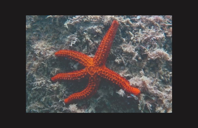 Snorkel en Ilhabela - Foto 4