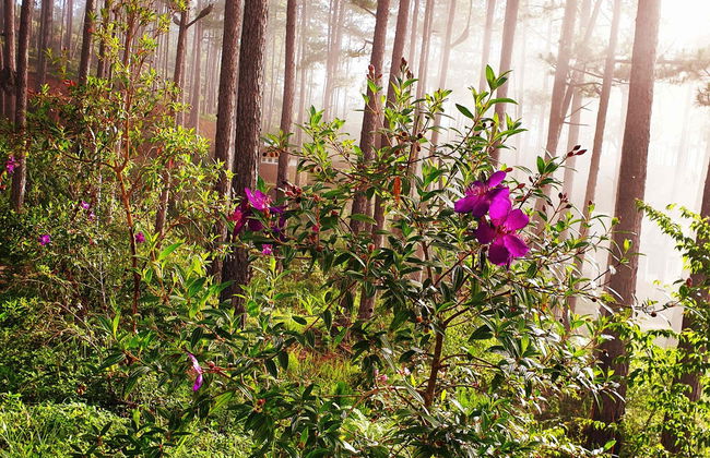 Bidoup-Nui Ba National Park Bike Tour - Foto 2
