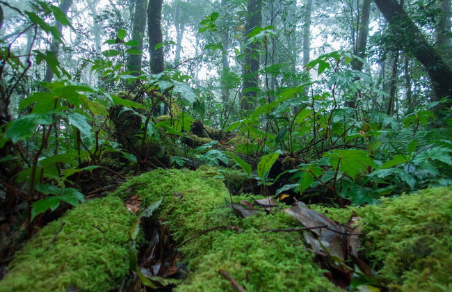 Bidoup-Nui Ba National Park Bike Tour - Foto 6