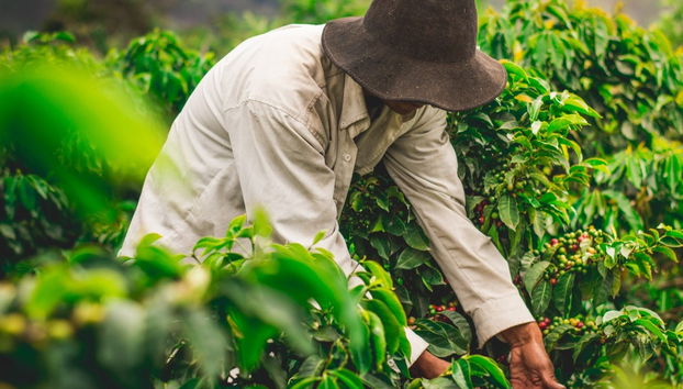 Tour del café orgánico por la finca Rainforest - Foto 3