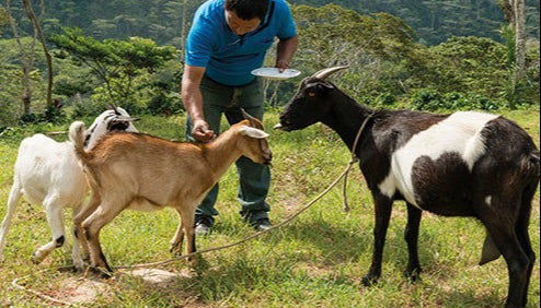 Tour del café orgánico por la finca Rainforest - Foto 4