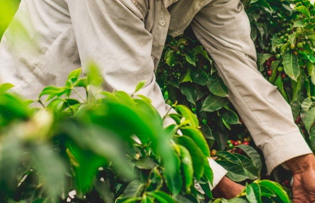 Tour del café orgánico por la finca Rainforest - Foto 3