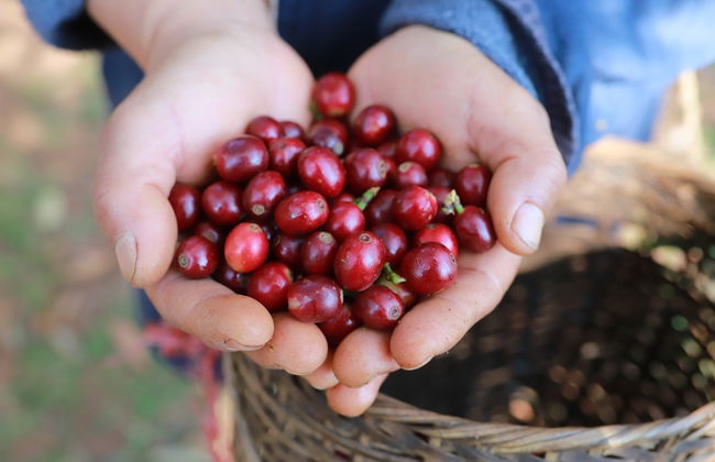 Rainforest Farm Organic Coffee Tour - Photo 2