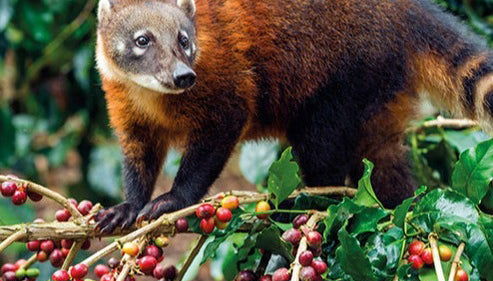 Tour del café orgánico por la finca Rainforest - Foto 1
