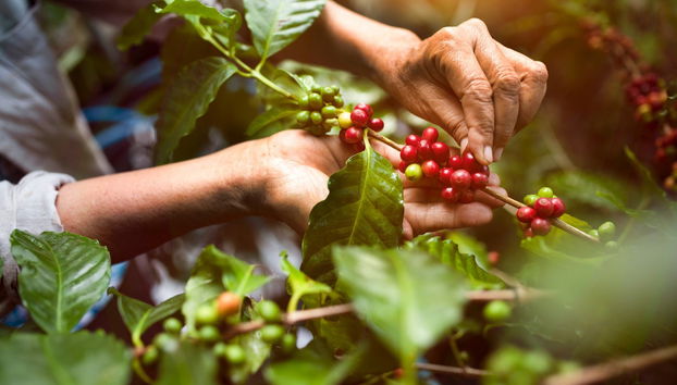 Tour del café orgánico por la finca Rainforest - Foto 2