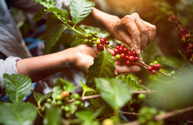 Rainforest Farm Organic Coffee Tour - Photo 2