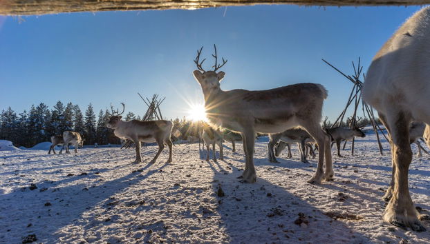 Reindeer Sleigh Ride - Photo 2