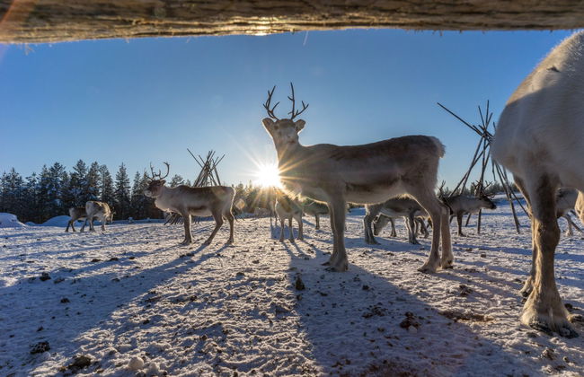 Balade en traîneau tiré par des rennes - Photo 2