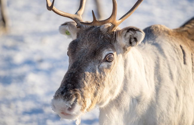 Balade en traîneau tiré par des rennes - Photo 1