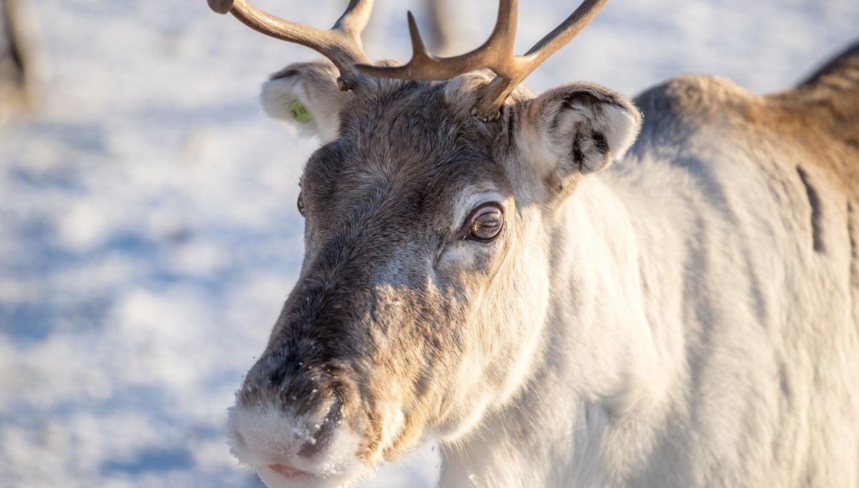 Reindeer Sleigh Ride - Photo 1
