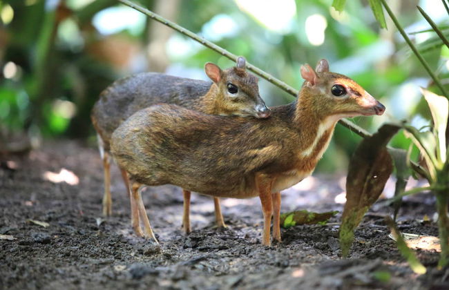 Private Kaudulla National Park Safari - Foto 5