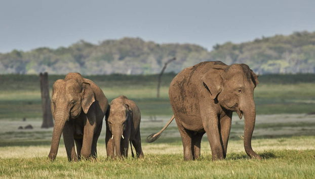 Private Kaudulla National Park Safari - Foto 2