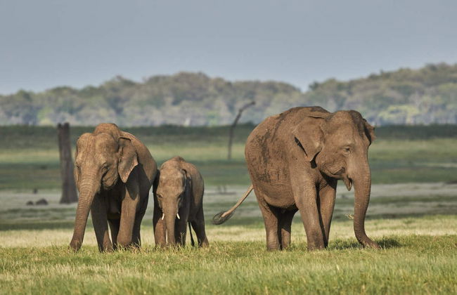 Private Kaudulla National Park Safari - Foto 2