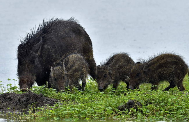 Private Kaudulla National Park Safari - Foto 7