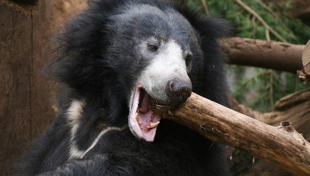 Private Kaudulla National Park Safari - Foto 3