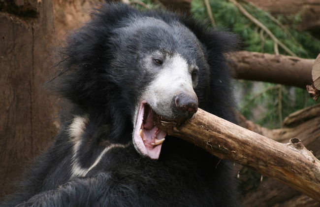 Private Kaudulla National Park Safari - Foto 3