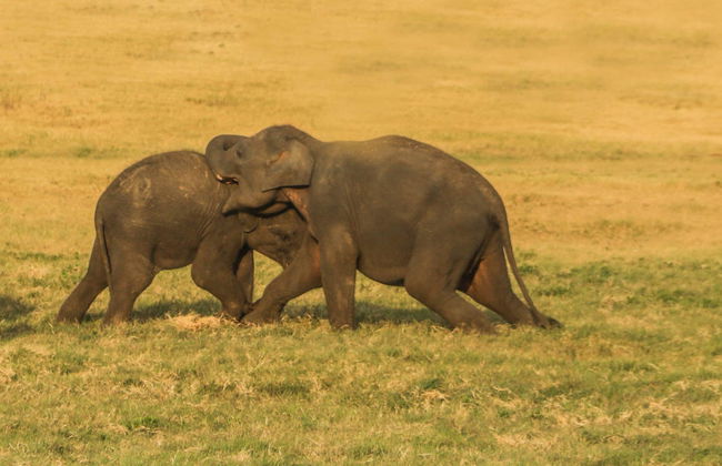 Private Kaudulla National Park Safari - Foto 6