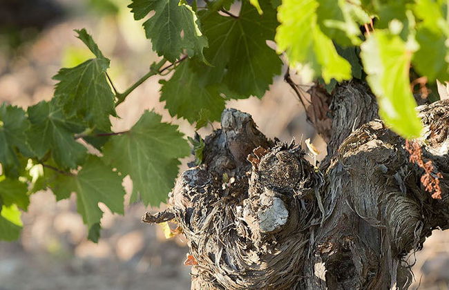 Visita guidata delle cantine Menade - Foto 7