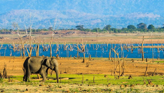 Udawalawe Private Trip - Foto 5
