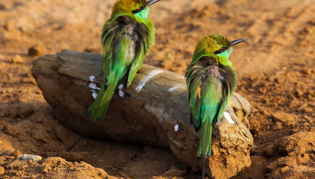 Private Udawalawe Day Trip - Photo 5