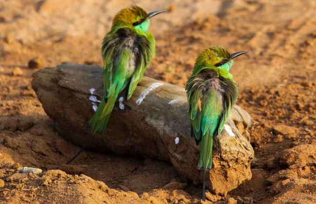 Private Udawalawe Day Trip - Photo 5