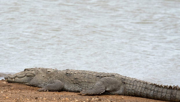 Udawalawe Private Trip - Foto 4
