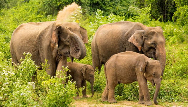Private Udawalawe Day Trip - Photo 3