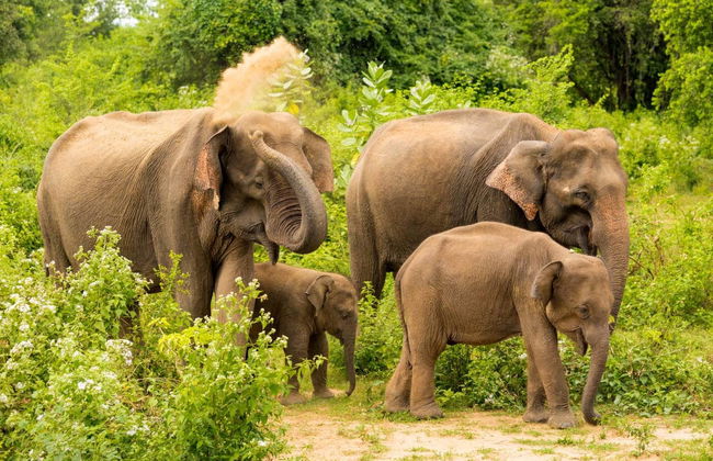 Private Udawalawe Day Trip - Photo 3