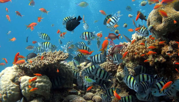 Seawalker en Nha Trang - Foto 2